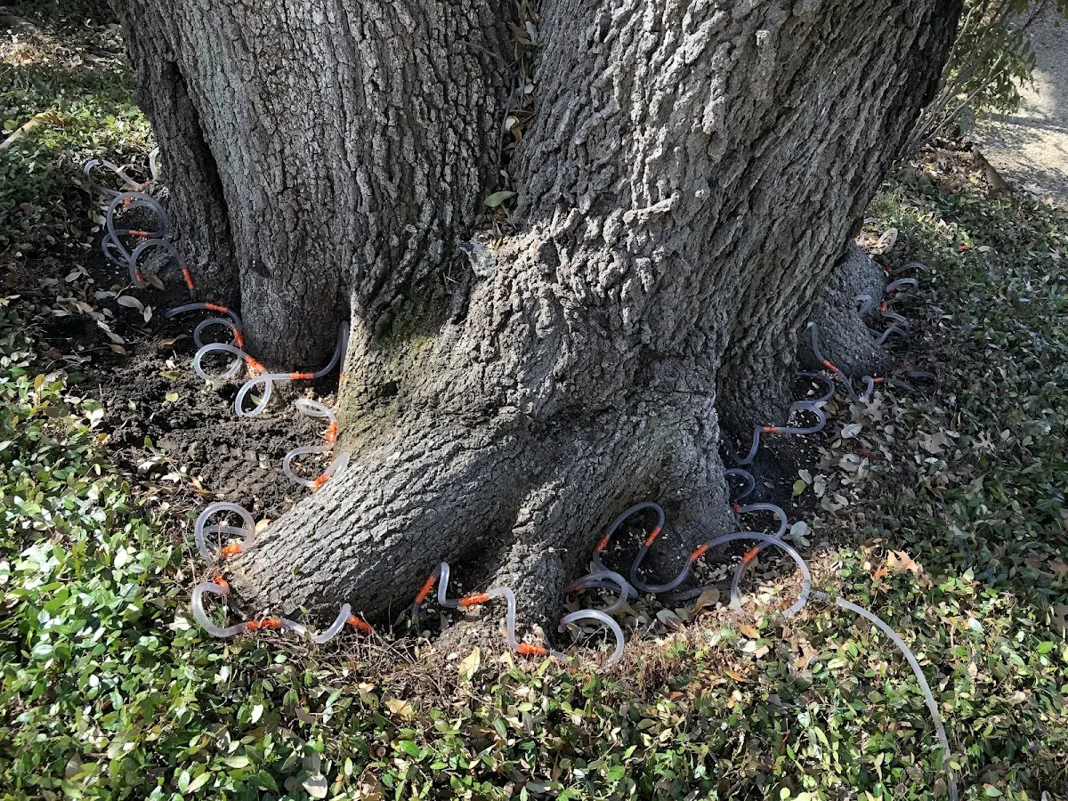Detailed Tree Cabling and Bracing job site in Plover