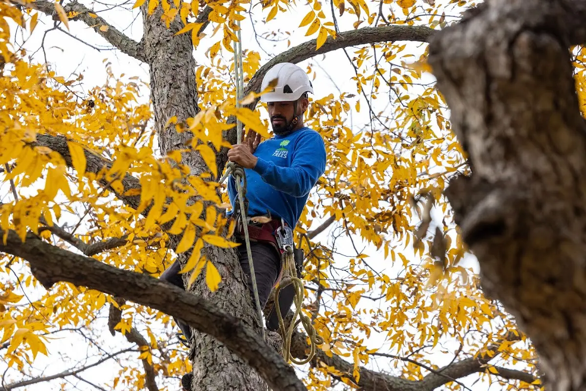 Skilled Tree Trimming crew working in Plover